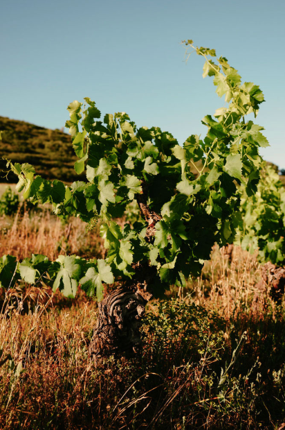 Meet the maker tasting - Domaine de la Dourbie- 30th July